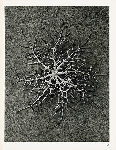 Karl Blossfeldt Original Nigella Damascena