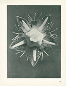 Karl Blossfeldt Original Parnassia Palustris - Panteek Antique Prints