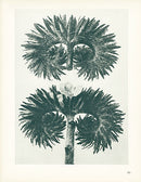 Karl Blossfeldt Original Phacelia Tanacetifolia - Panteek Antique Prints