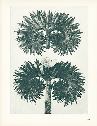 Karl Blossfeldt Original Phacelia Tanacetifolia