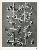 Karl Blossfeldt Original Phyloacca Decandra - Panteek Antique Prints