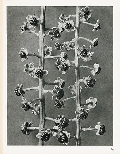 Karl Blossfeldt Original Phyloacca Decandra