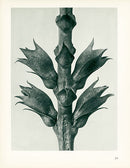Karl Blossfeldt Original Physostegia - Panteek Antique Prints