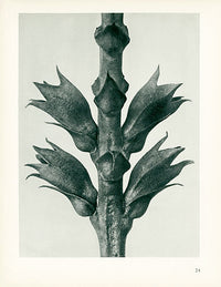 Karl Blossfeldt Original Physostegia - Panteek Antique Prints
