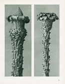 Karl Blossfeldt Original Picea Excelsa - Panteek Antique Prints