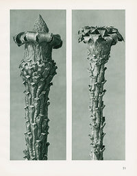 Karl Blossfeldt Original Picea Excelsa - Panteek Antique Prints