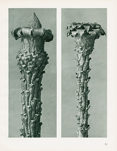 Karl Blossfeldt Original Picea Excelsa