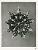 Karl Blossfeldt Original Placelia Tanacetifolia - Panteek Antique Prints