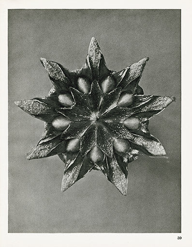 Karl Blossfeldt Original Placelia Tanacetifolia