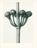 Karl Blossfeldt Original Primula Japonica - Panteek Antique Prints