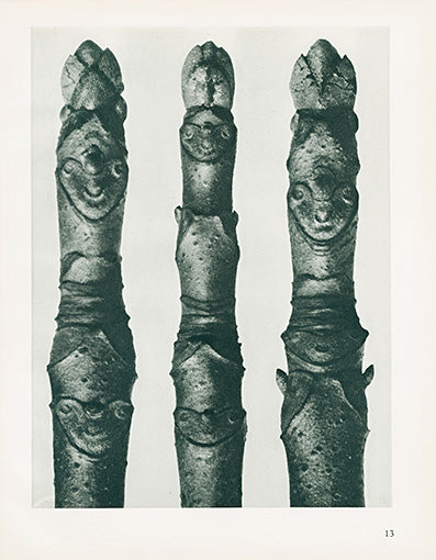 Karl Blossfeldt Original Print Aesculus Parviflora