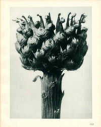 Karl Blossfeldt Original Print Centaurea - Panteek Antique Prints