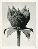 Karl Blossfeldt Original Print Centaurea Pod - Panteek Antique Prints