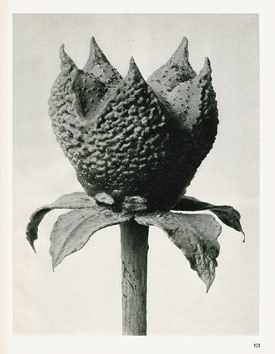 Karl Blossfeldt Original Print Centaurea Pod