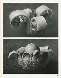 Karl Blossfeldt Original Print Cephalaria - Panteek Antique Prints