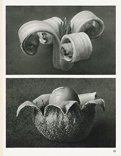 Karl Blossfeldt Original Print Cephalaria