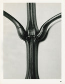 Karl Blossfeldt Original Print Cornus - Panteek Antique Prints