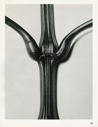 Karl Blossfeldt Original Print Cornus - Panteek Antique Prints