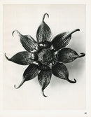 Karl Blossfeldt Original Print Cosmos Bipinatus - Panteek Antique Prints