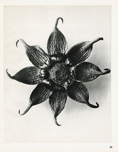 Karl Blossfeldt Original Print Cosmos Bipinatus