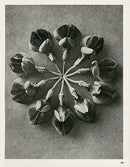 Karl Blossfeldt Original Print Crown vetch - Panteek Antique Prints
