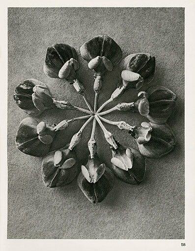 Karl Blossfeldt Original Print Crown vetch
