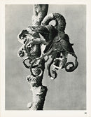Karl Blossfeldt Original Print Dipsacus - Panteek Antique Prints
