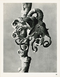 Karl Blossfeldt Original Print Dipsacus - Panteek Antique Prints