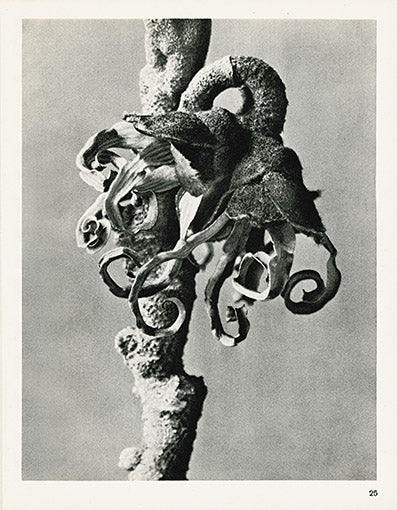 Karl Blossfeldt Original Print Dipsacus