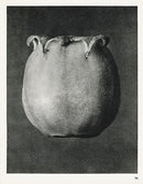 Karl Blossfeldt Original Print Enkianthus perulatus - Panteek Antique Prints