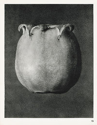 Karl Blossfeldt Original Print Enkianthus perulatus - Panteek Antique Prints