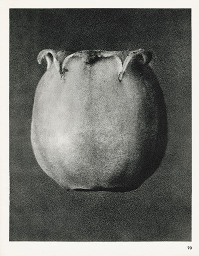 Karl Blossfeldt Original Print Enkianthus perulatus