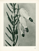 Karl Blossfeldt Original Print Erica Herbacea - Panteek Antique Prints