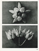 Karl Blossfeldt Original Print Solanum - Panteek Antique Prints