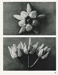 Karl Blossfeldt Original Print Solanum - Panteek Antique Prints