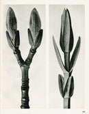 Karl Blossfeldt Original Print Stachis - Panteek Antique Prints