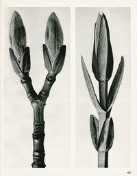 Karl Blossfeldt Original Print Stachis - Panteek Antique Prints