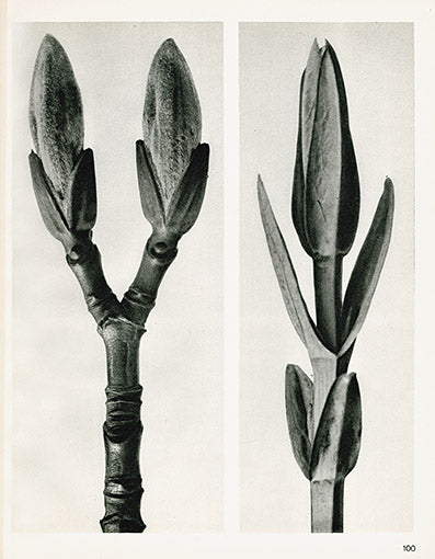 Karl Blossfeldt Original Print Stachis