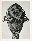 Karl Blossfeldt Original Print Trollius - Panteek Antique Prints