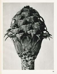 Karl Blossfeldt Original Print Trollius - Panteek Antique Prints