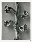 Karl Blossfeldt Original Print Vaccinium - Panteek Antique Prints