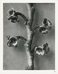 Karl Blossfeldt Original Print Vaccinium - Panteek Antique Prints