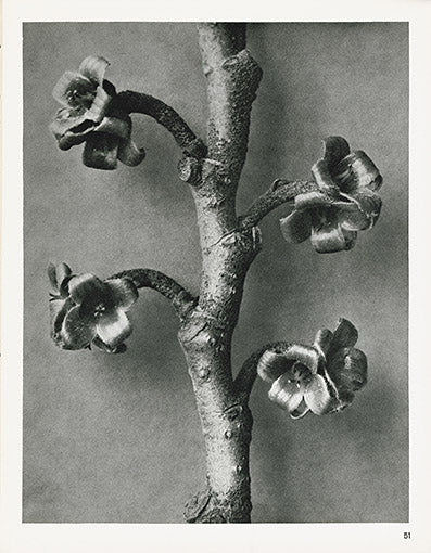 Karl Blossfeldt Original Print Vaccinium