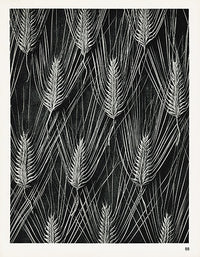 Karl Blossfeldt Original Print Wheat Grain - Panteek Antique Prints