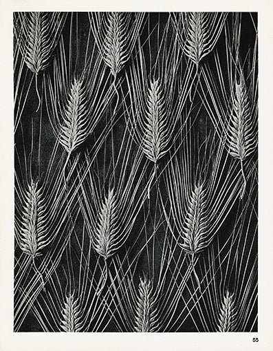 Karl Blossfeldt Original Print Wheat Grain