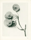 Karl Blossfeldt Original Ptelea Trifoliata - Panteek Antique Prints