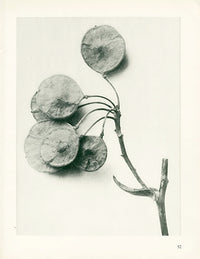 Karl Blossfeldt Original Ptelea Trifoliata - Panteek Antique Prints