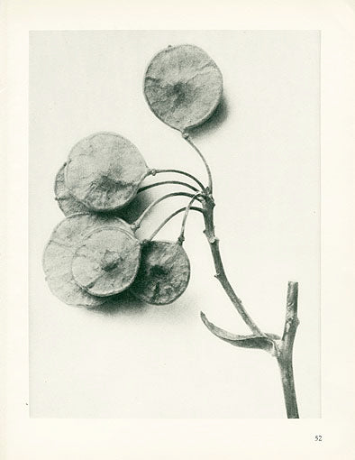 Karl Blossfeldt Original Ptelea Trifoliata