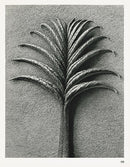 Karl Blossfeldt Original Pterocarya Fraxinifolia - Panteek Antique Prints
