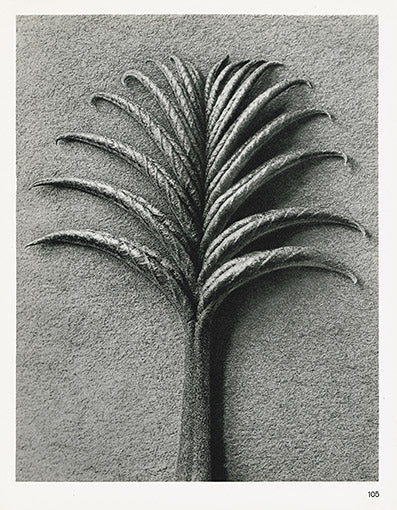 Karl Blossfeldt Original Pterocarya Fraxinifolia